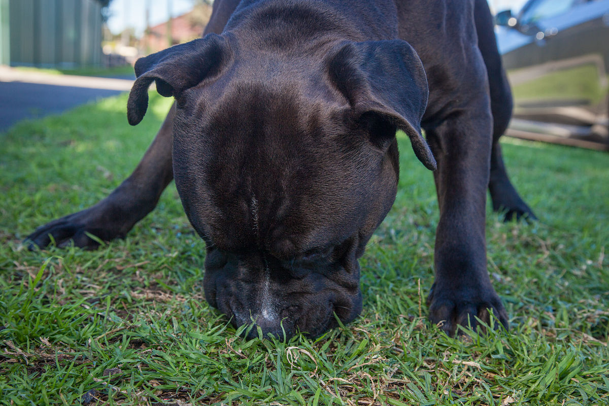 尿素饲料试用期：7-10天，安全使用需注意！