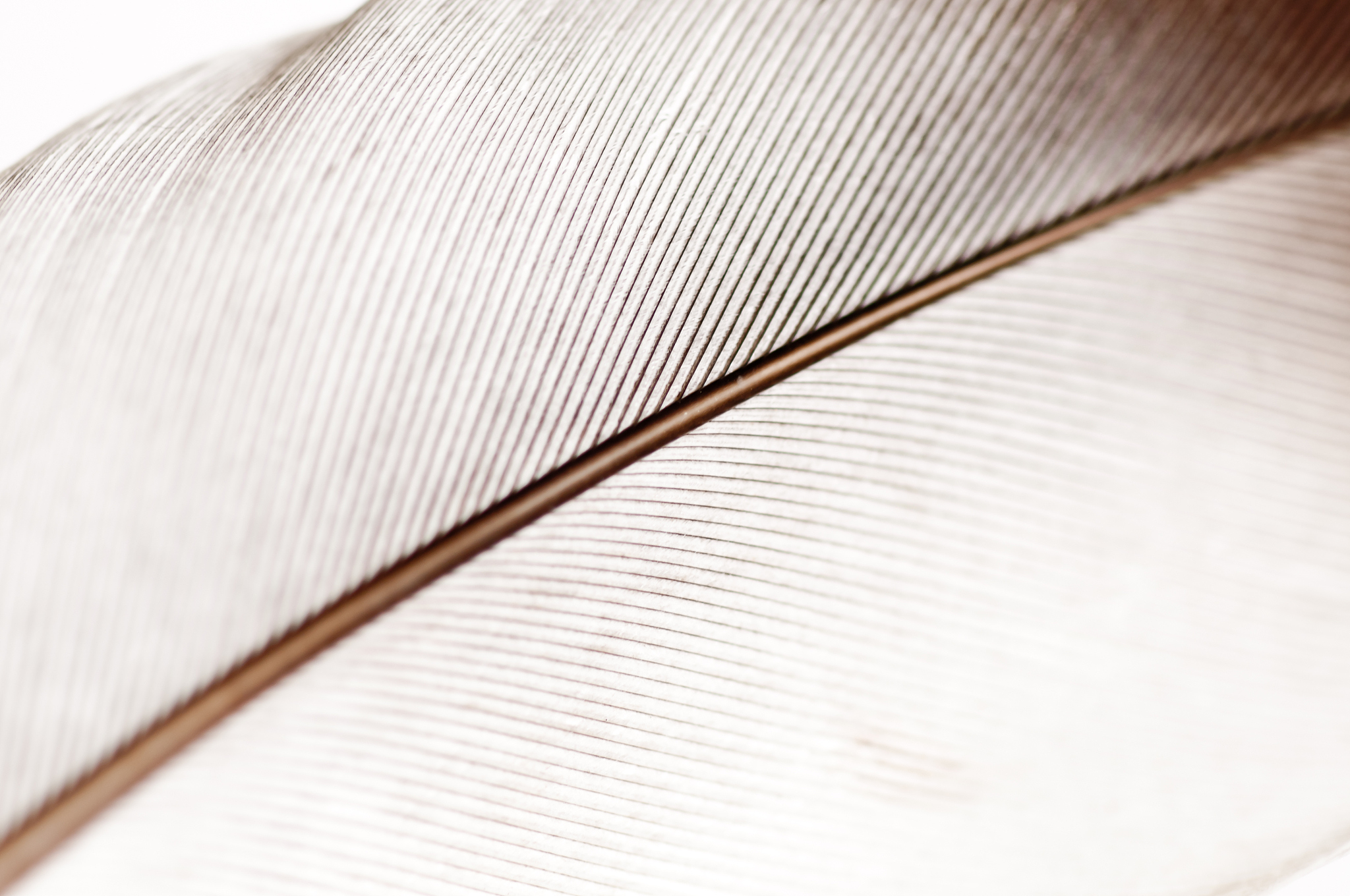 beautiful macro shot of a quill pen feather