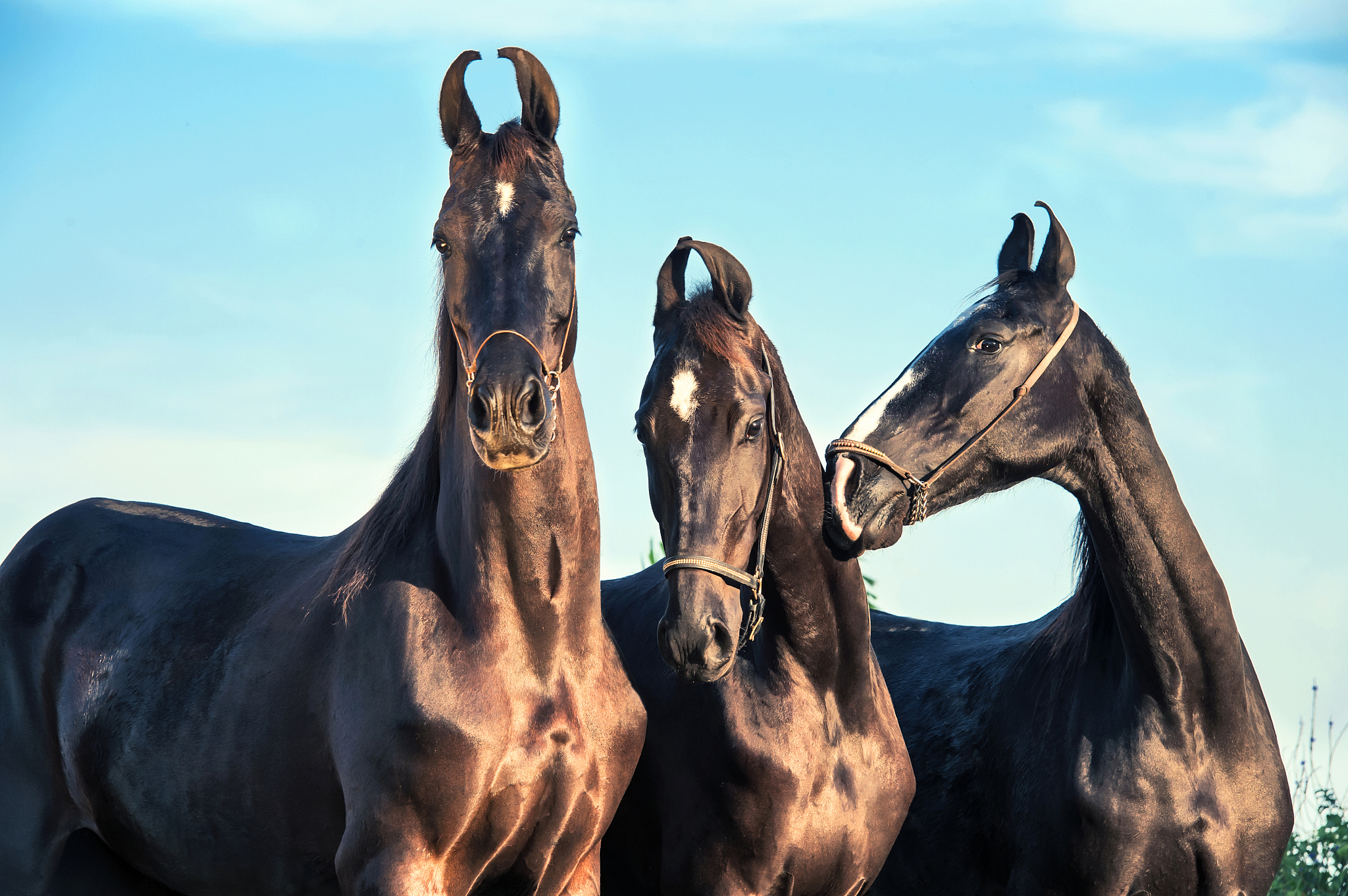 three black beautiful marwari mares posing together. gujarat, in