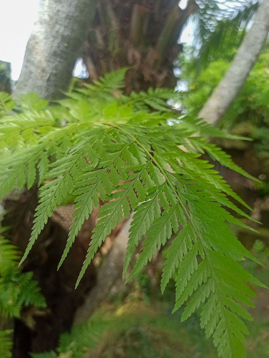 侧柏叶侧柏叶是侧柏科植物侧柏的叶子又称柏叶。侧柏叶条形或针形长约10-15毫米宽约1毫米先端圆钝或尖锐基部扁平两面互异上面深绿色有白粉下面有两条白色气孔线。侧柏叶具有清热解毒、消肿止痛、利尿通淋等功效主要用于治疗泌尿系统感染、乳腺炎、痔疮等疾病。侧柏叶还可以制作香包、草席、擦鞋布等用品。斑秃快一年了还没好斑秃是一种常见的头发脱落疾病其病因复杂可能与遗传、免疫、环境等多种因素有关。治疗斑秃需要根据具