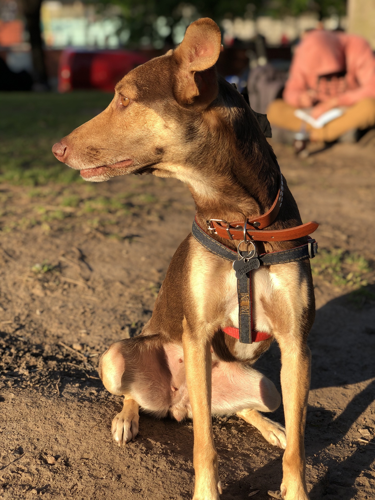 dog looking away on field