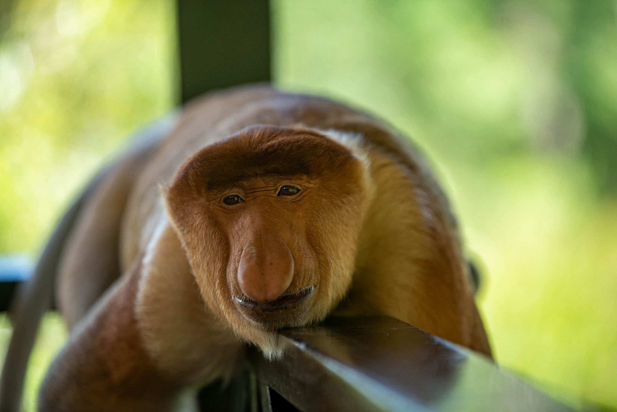 local function start_portal_eventinst if not TUNINGMONKEYISLAND_PORTAL_ENABLED then return end什么意思