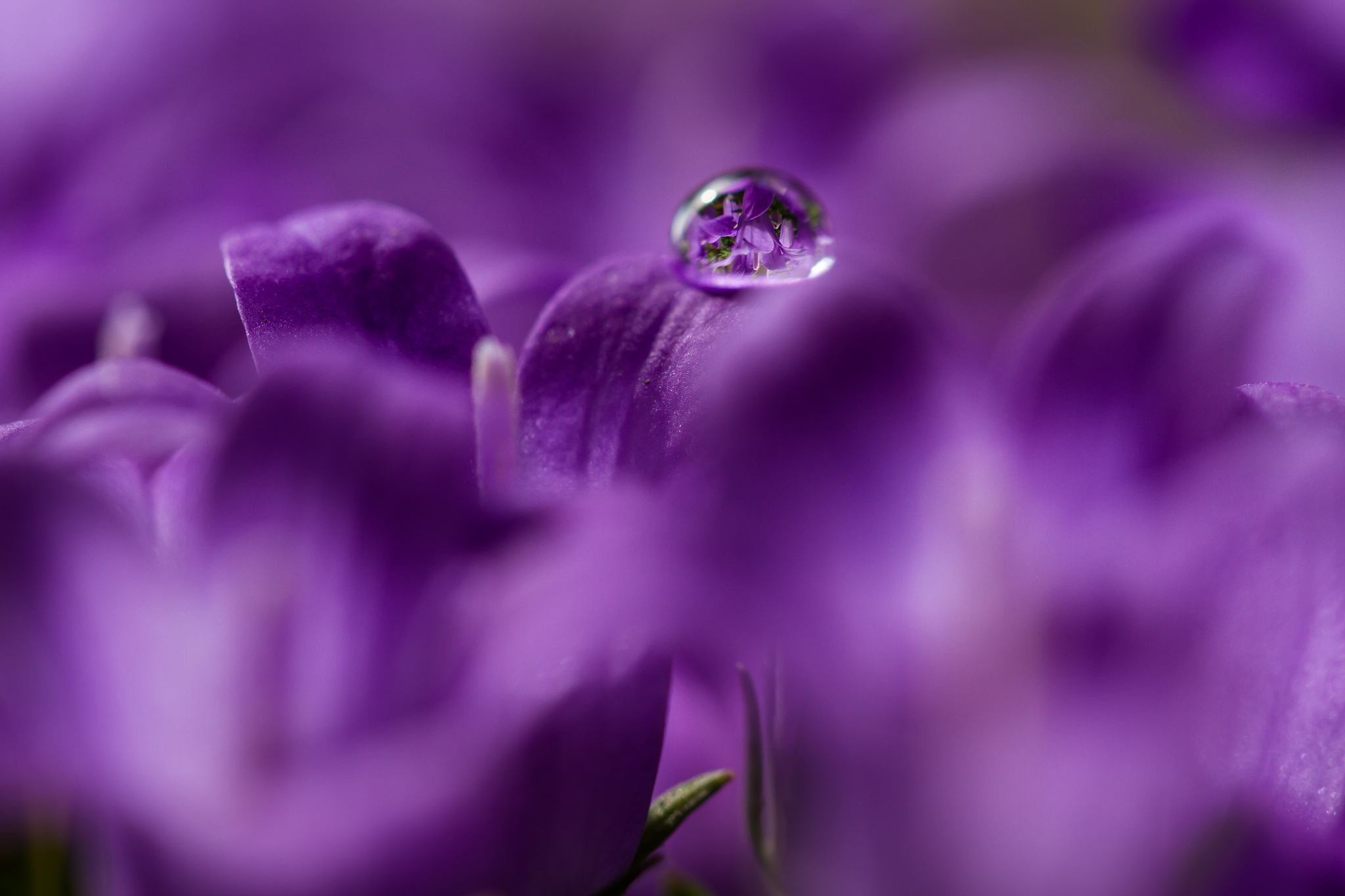 用唯美意境形容低处承载水滴紫色叶子的摄影图片