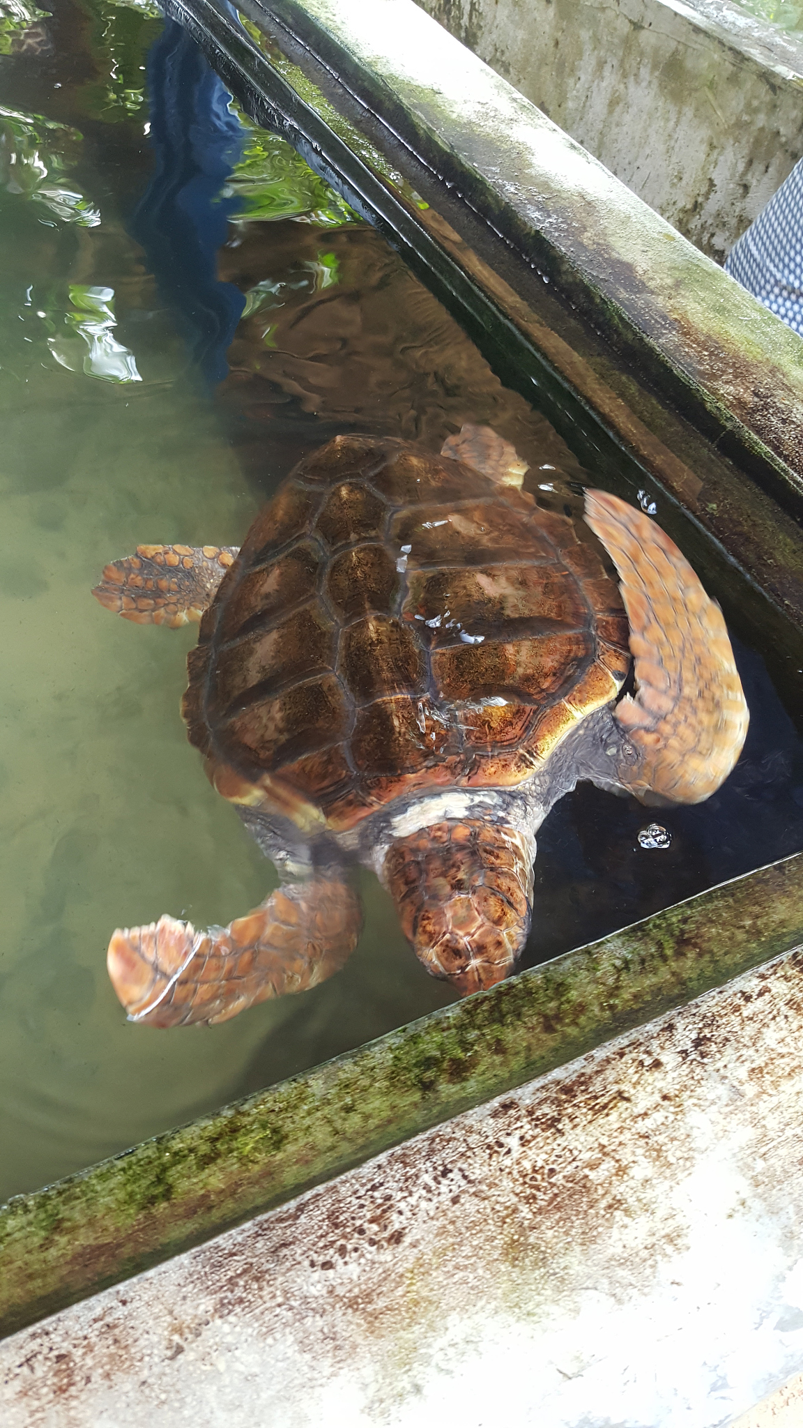turtle swimming