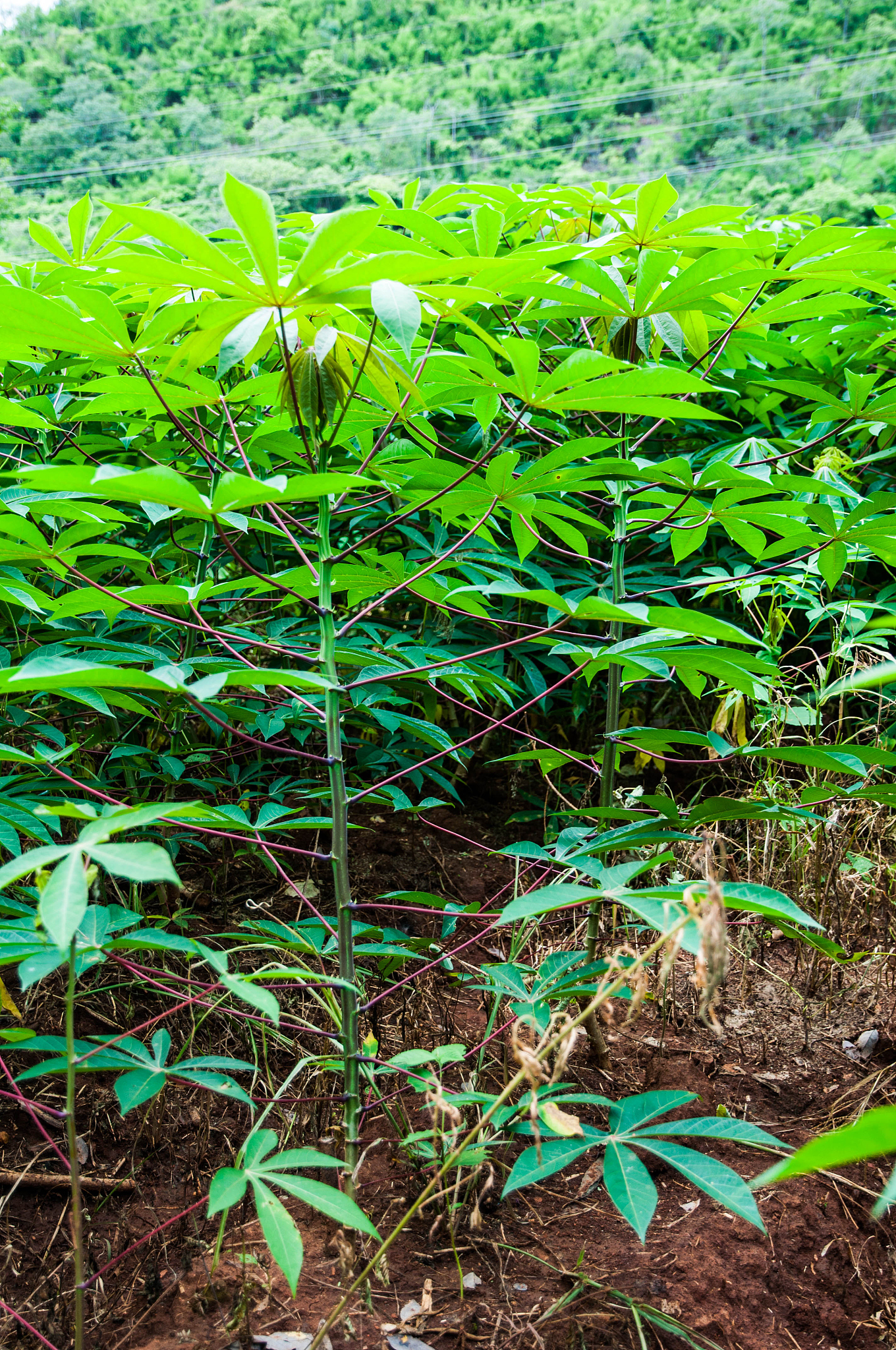 cassava farm