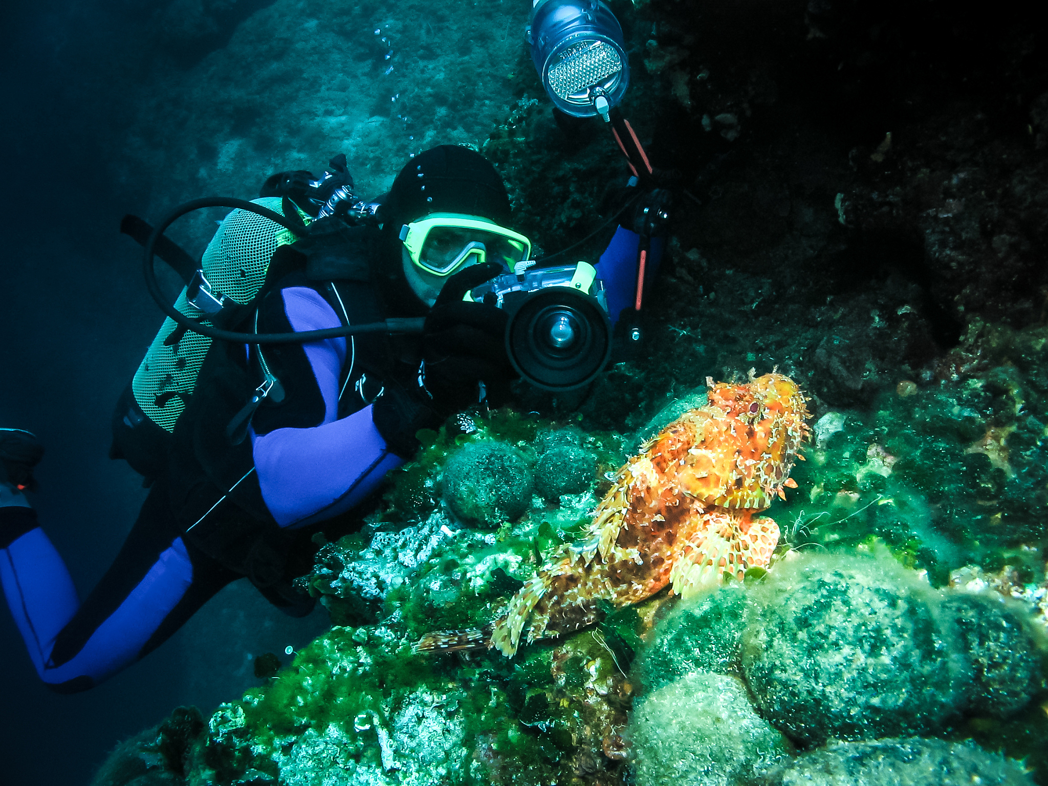 underwater photographer is taking picture of a scorpion fish