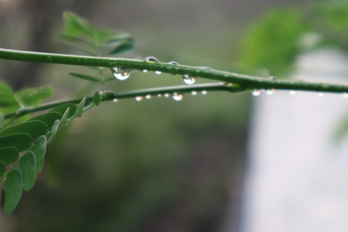雨水的奇妙旅行：从天到地，滋养万物
