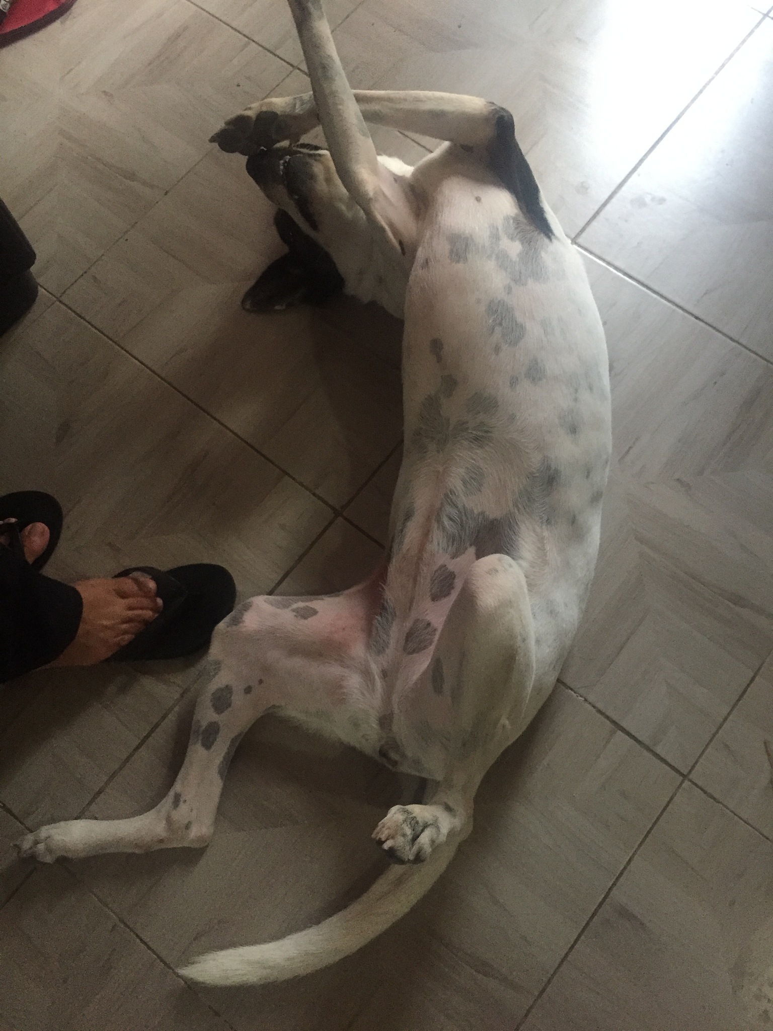 犬肌肉营养不良症临床表现