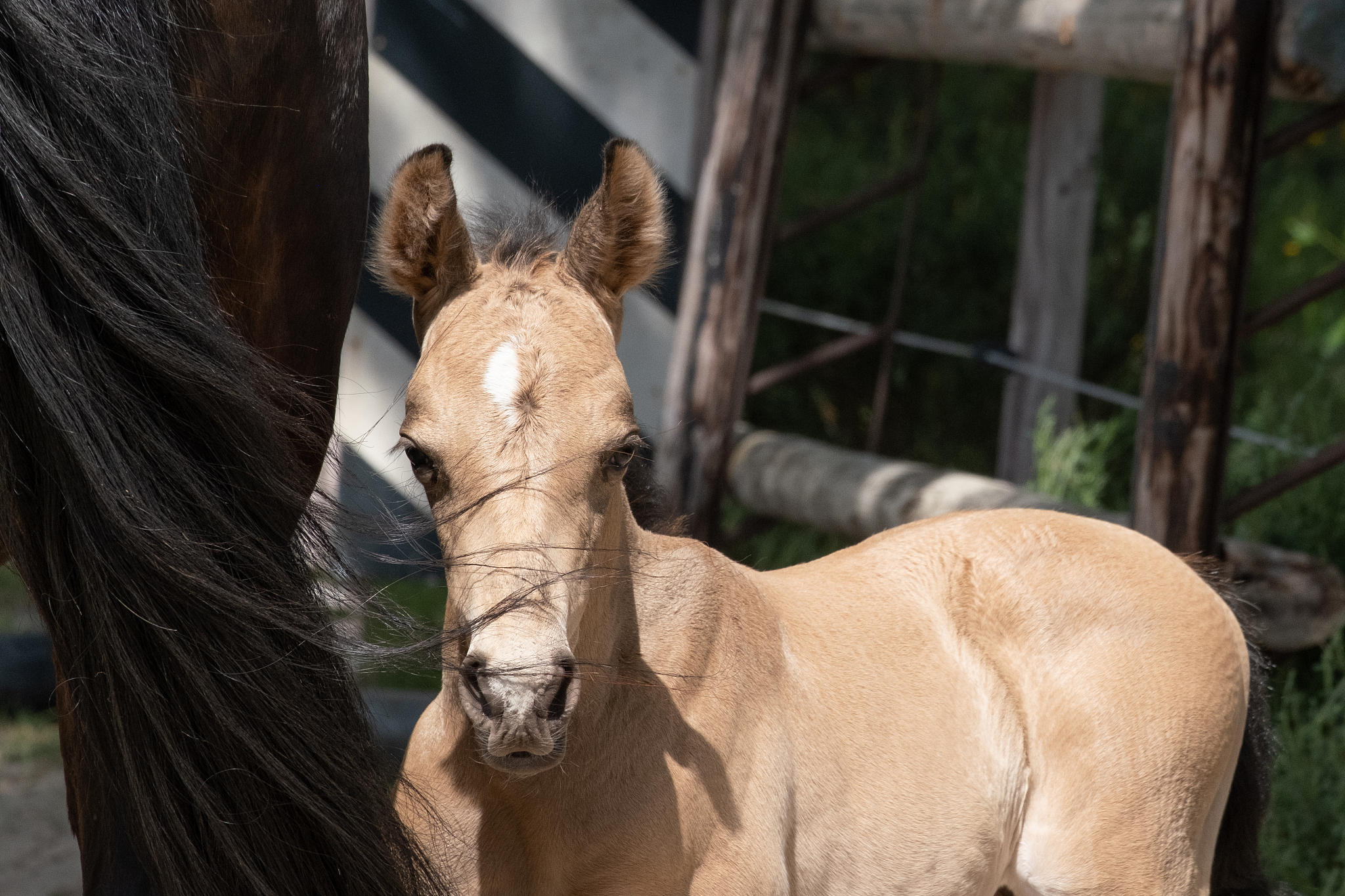 head of a newborn yellow foal, his mother's tail flips over his 