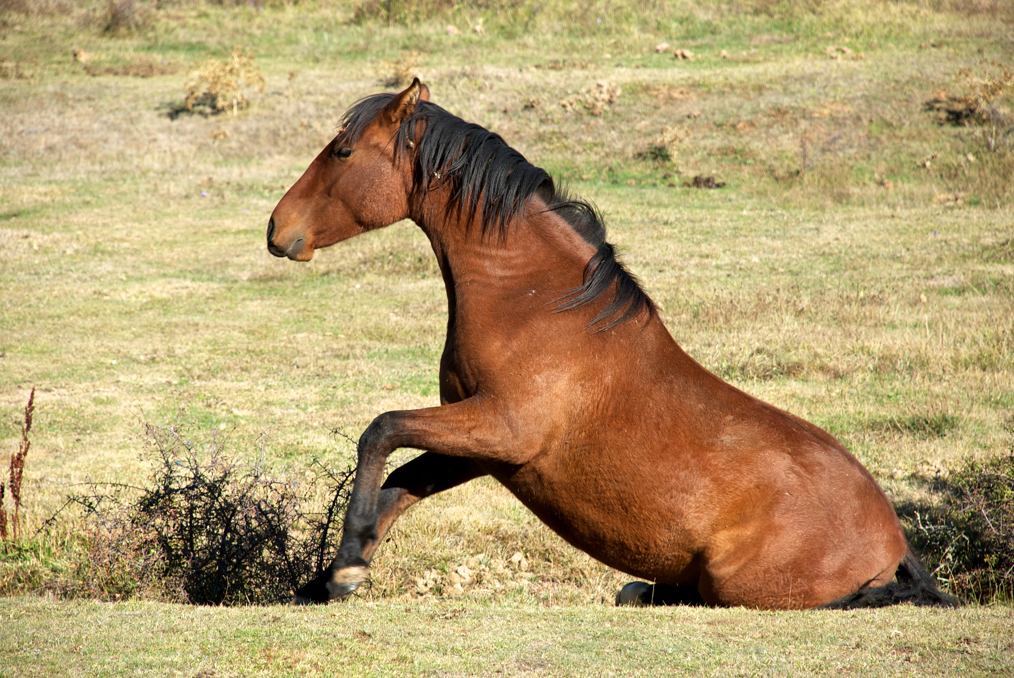 horse