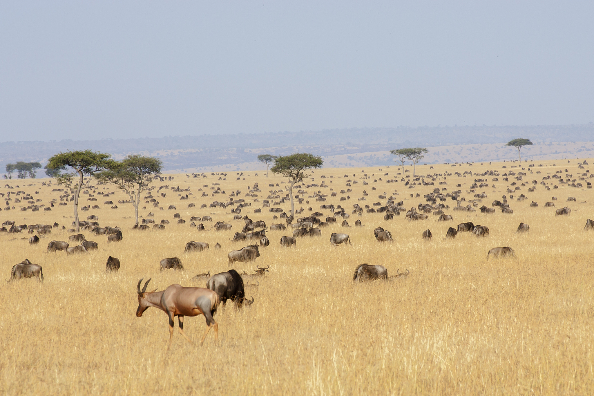 topi and black wildebeest herd on the serengeti plains