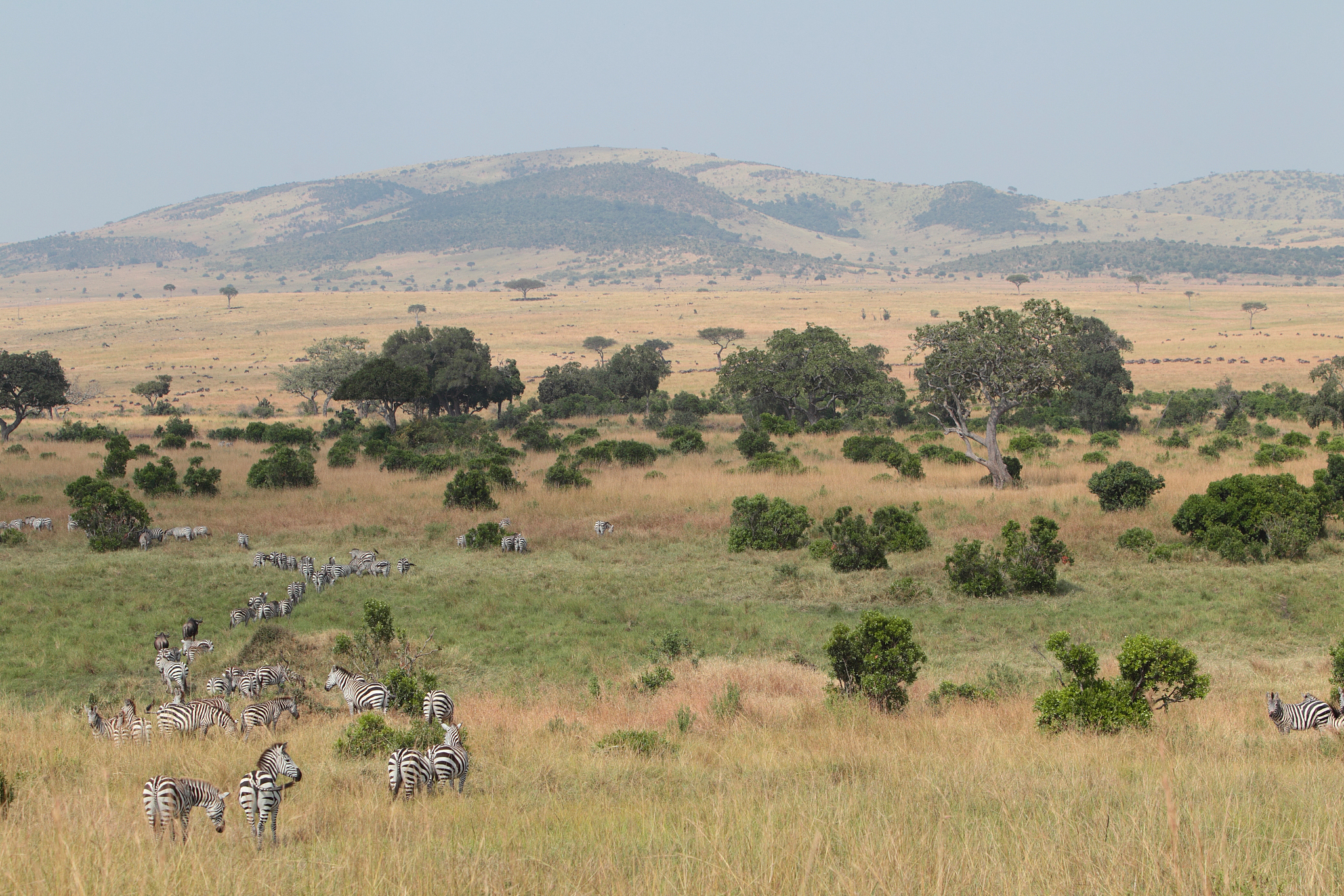 plains zebra