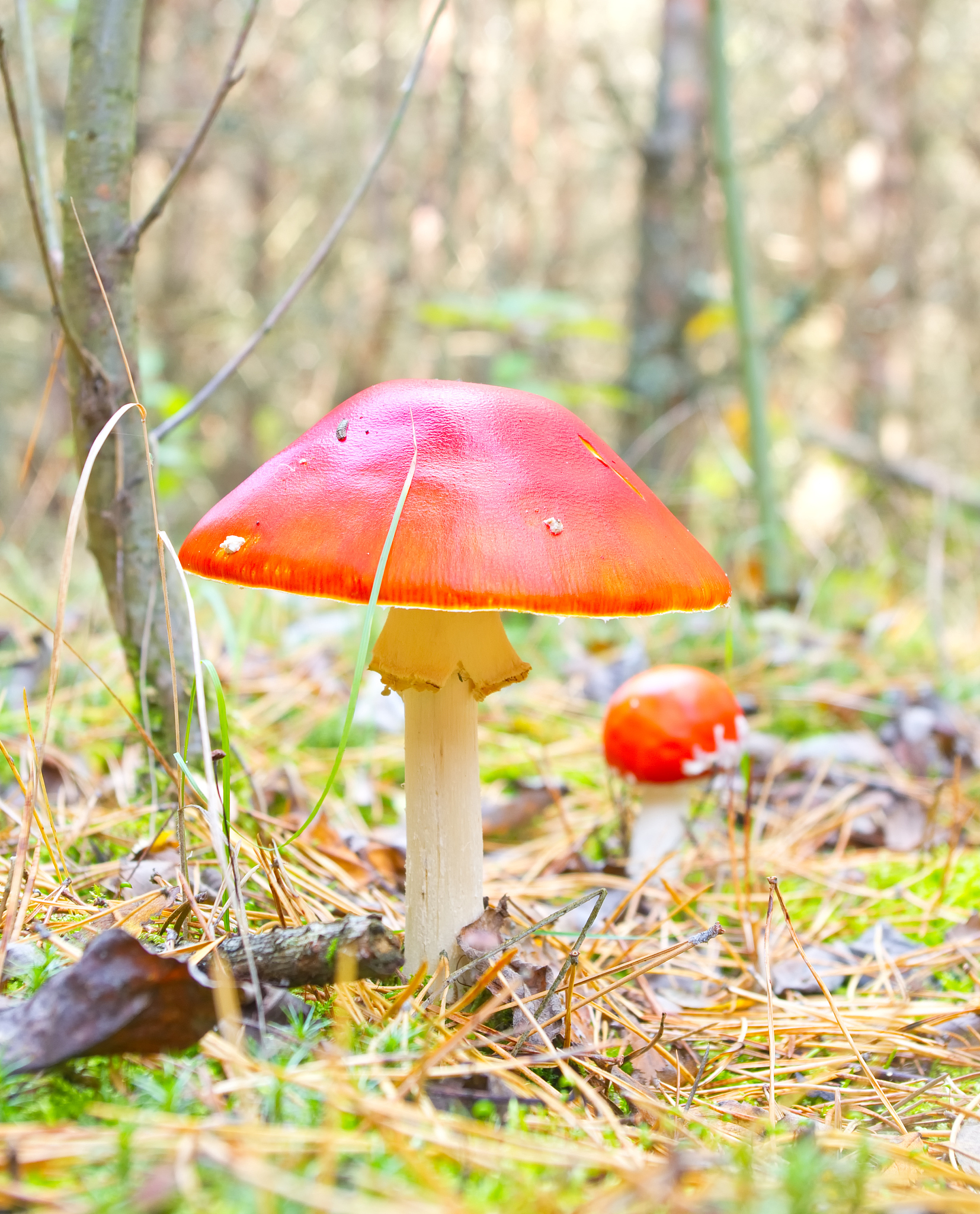 贝叶斯模型助力毒蘑菇识别，告别误食风险