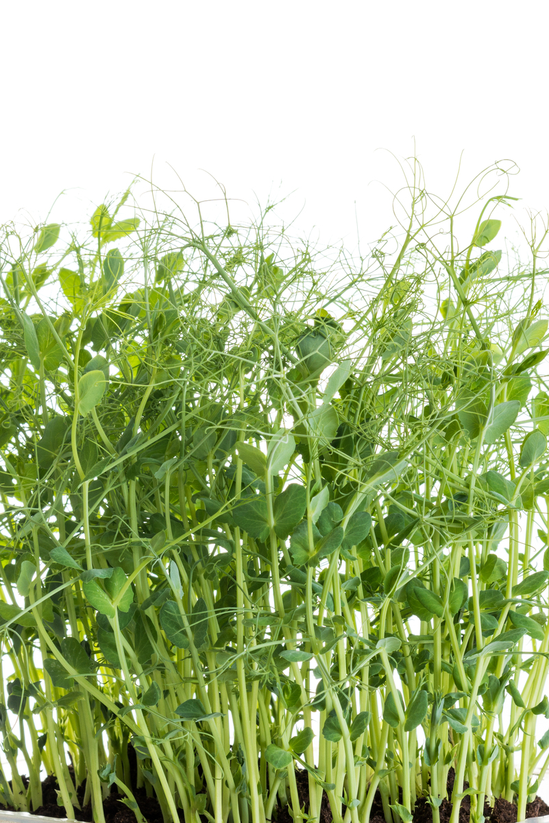 救荒野豌豆是单瓣还是复瓣