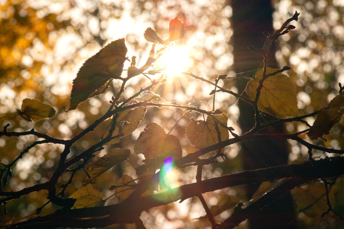 秋天的怀念如何朗读