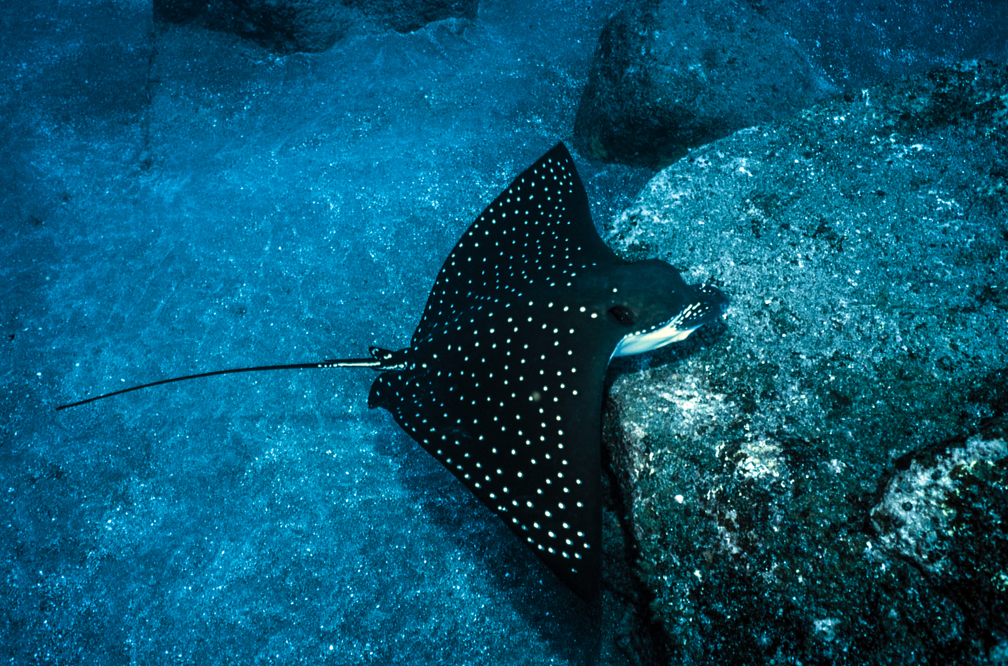 spotted eagle rays.
