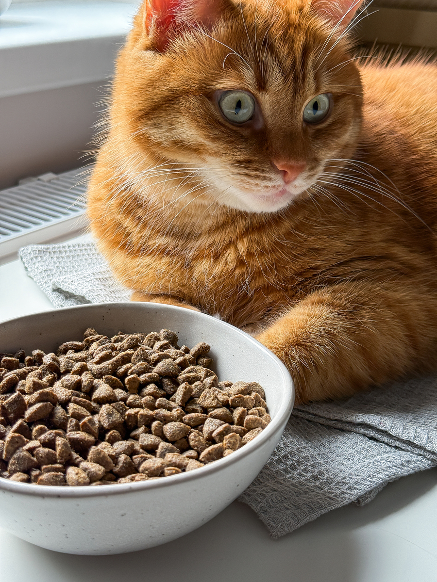 猫咪：宠物界最受欢迎的伙伴 - 特点、性格、照顾指南