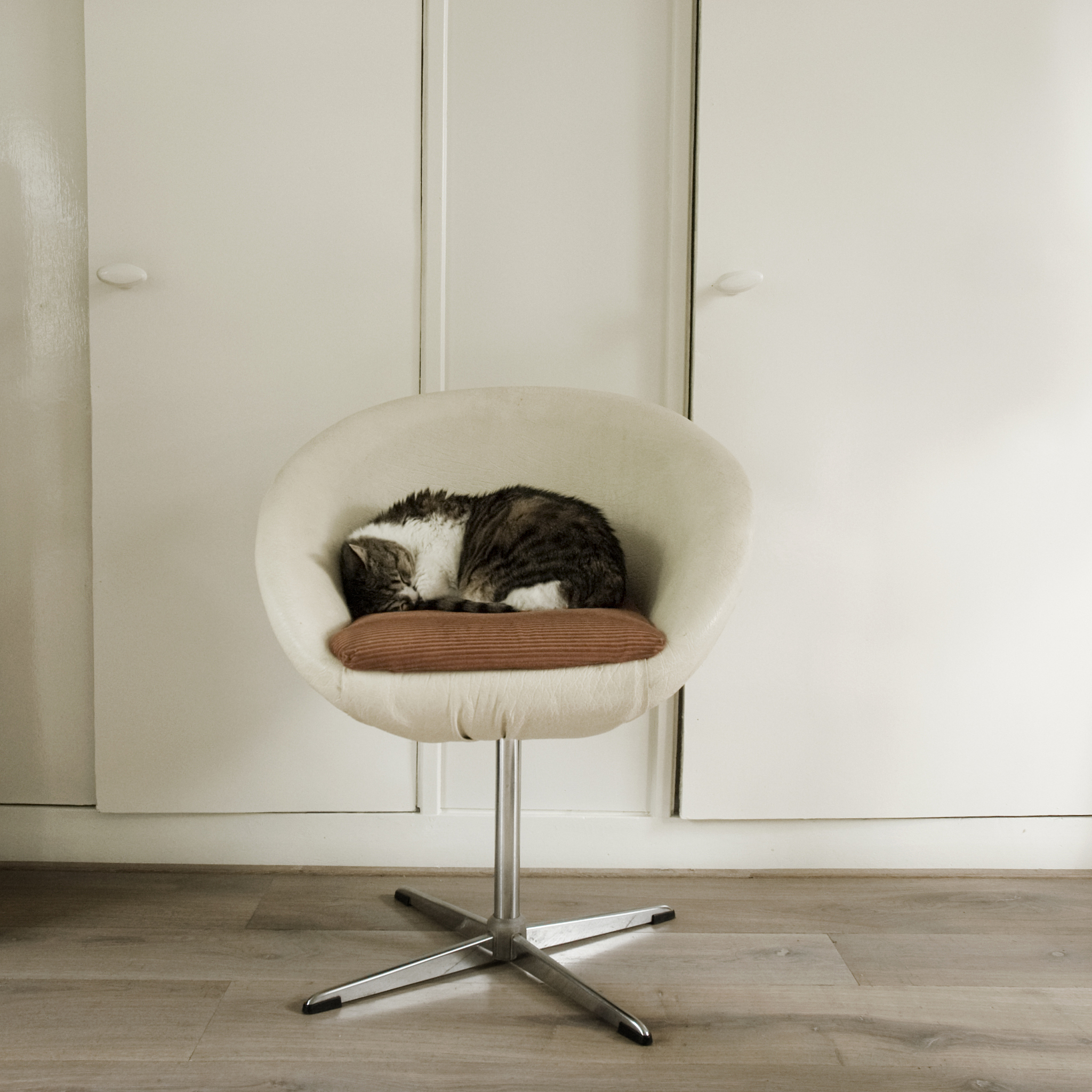 cat on a chair