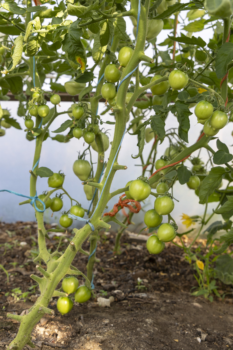 一颗番茄的寿命一般是多久？葡萄蓝莓李子树柠檬树呢？