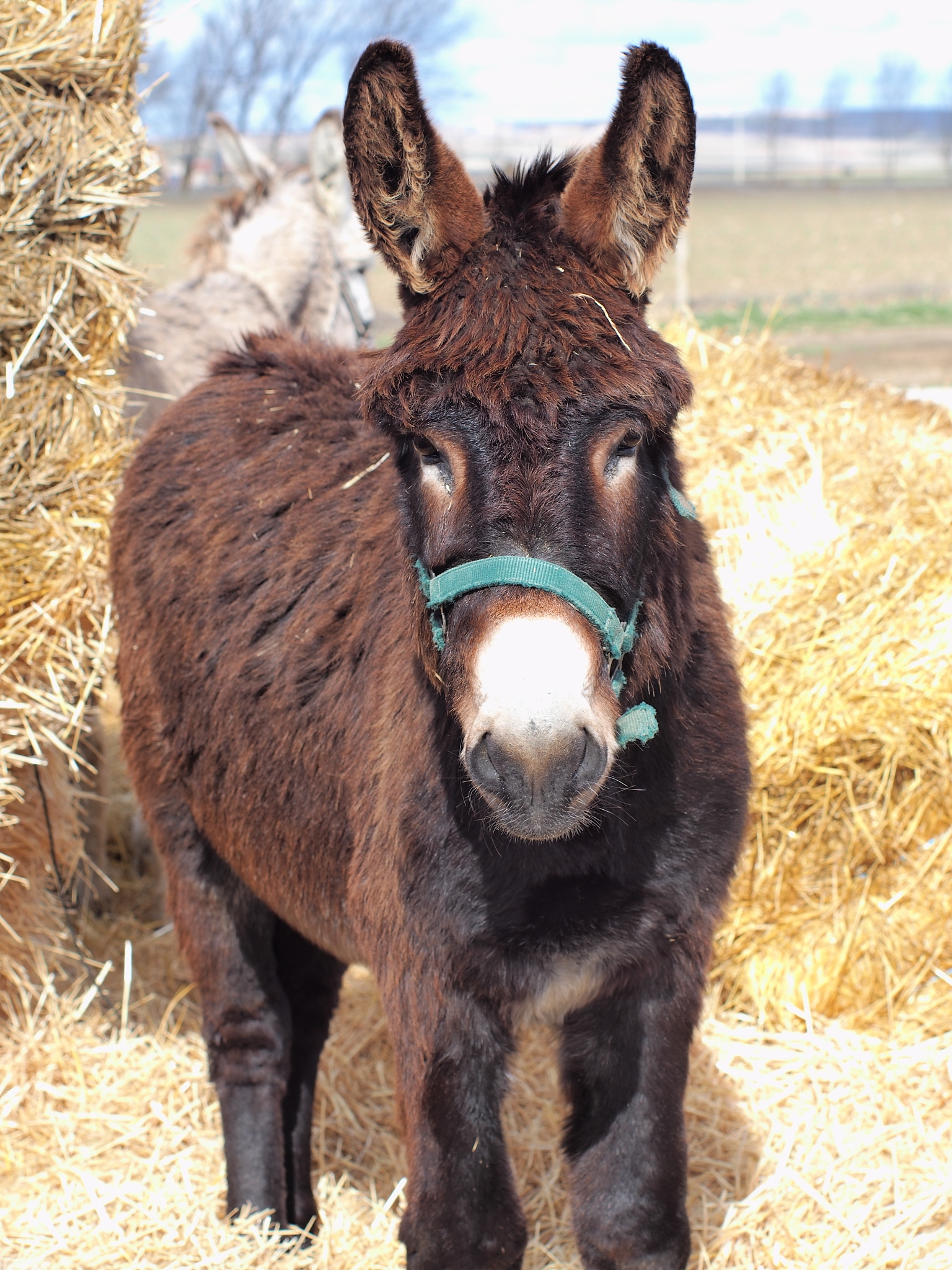 brown donkey
