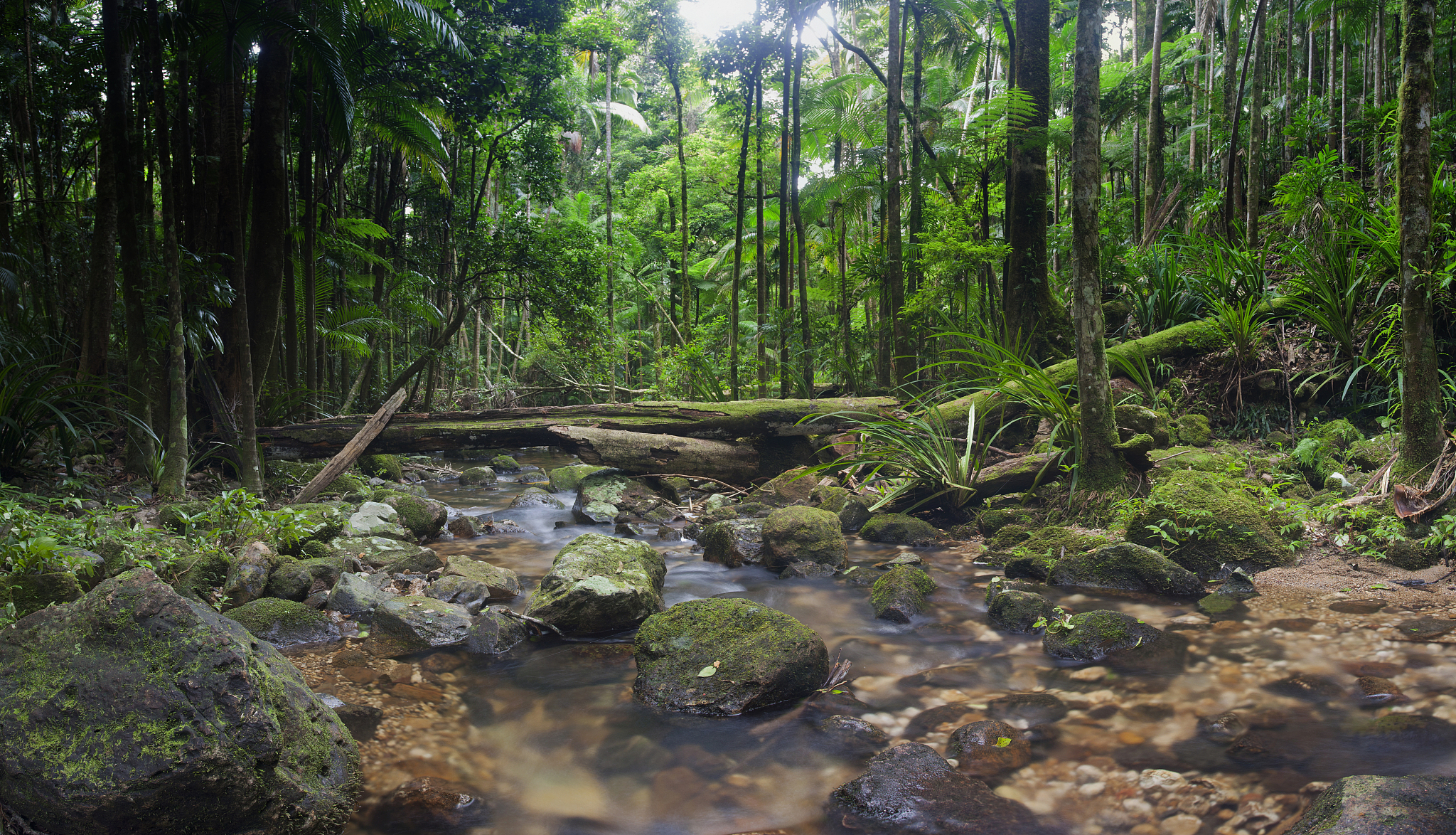 简述热带雨林的环境效益分条列举50字以类