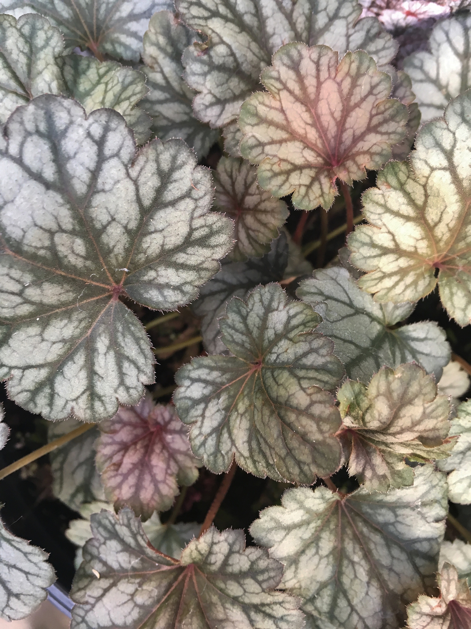 植物基因过表达论文写作表达方式