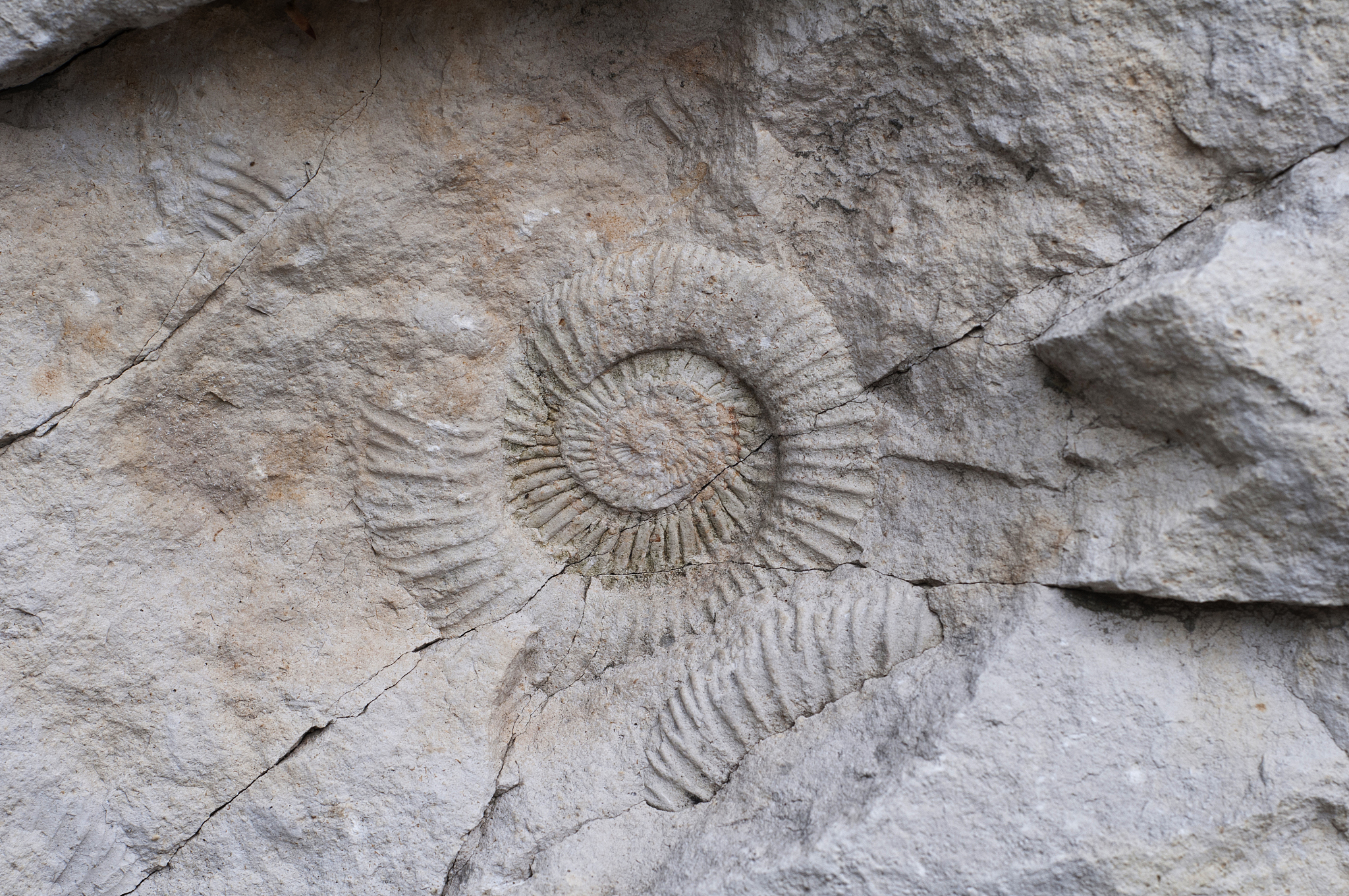 生物化石：探索生命演化与地球历史的宝藏