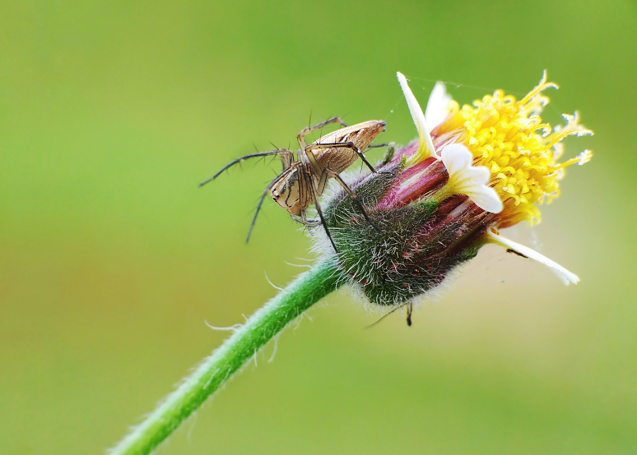 close-up of insect on flower