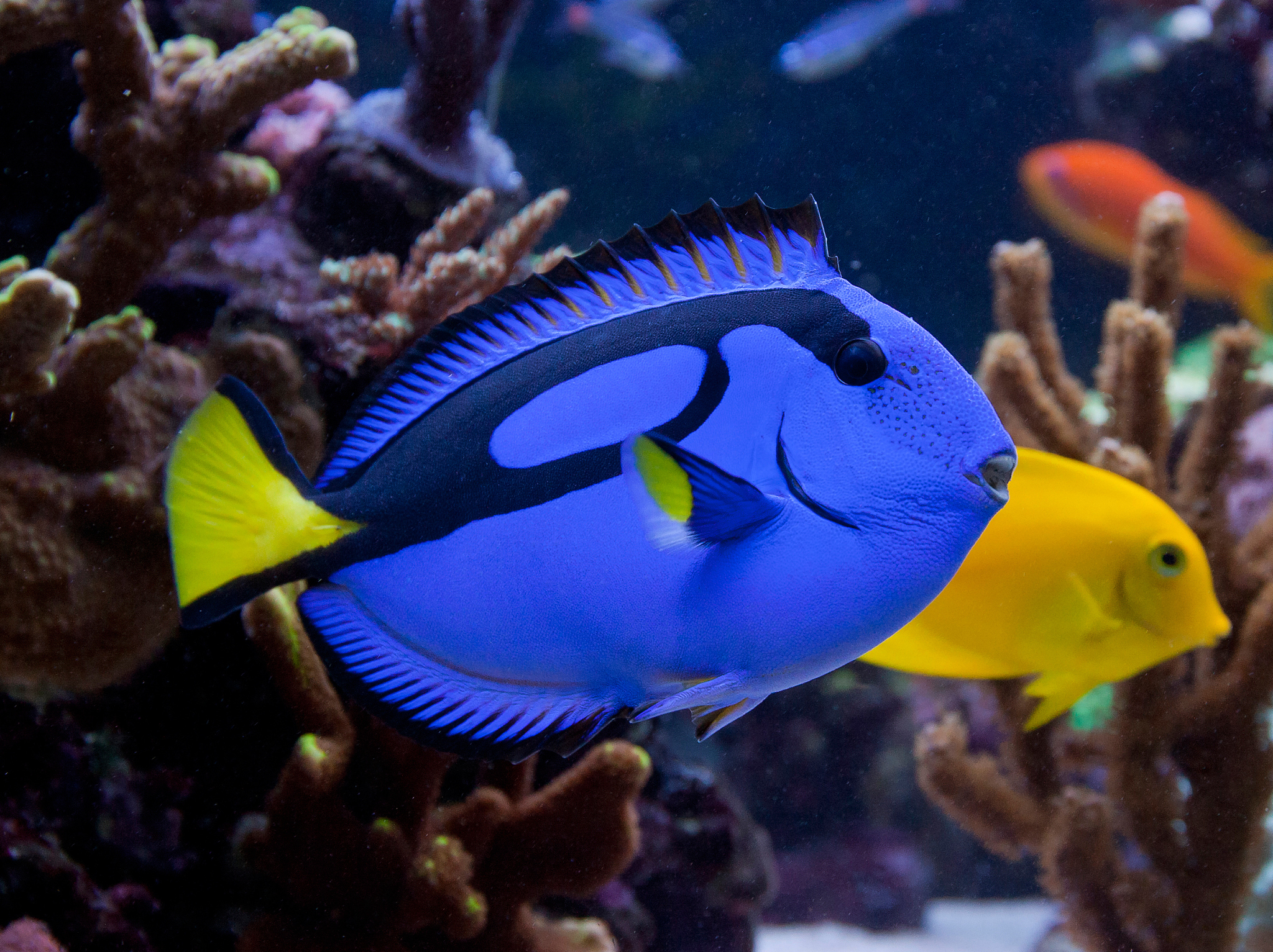 paracanthurus hepatus, a beautiful blue and black fish