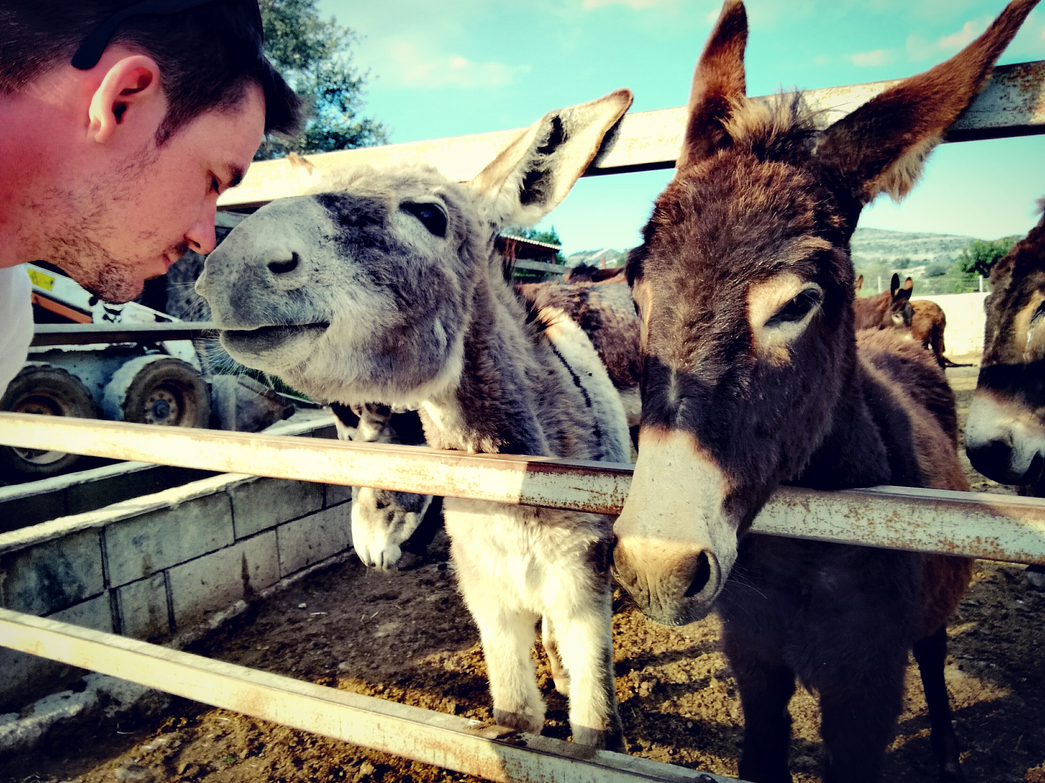 man by donkeys at farm