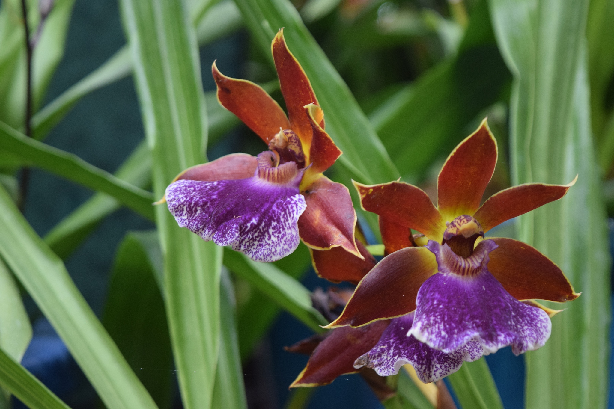 brownish orchids
