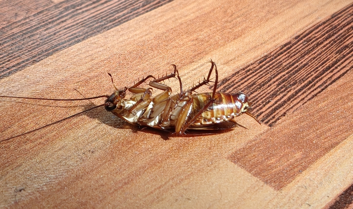 蟑螂生存能力强的原因大揭秘！
