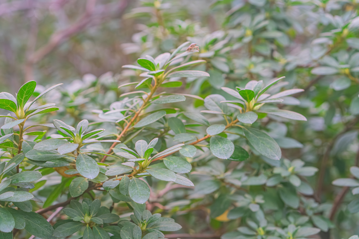 九里香花叶假连翘栽培应用优缺点分析