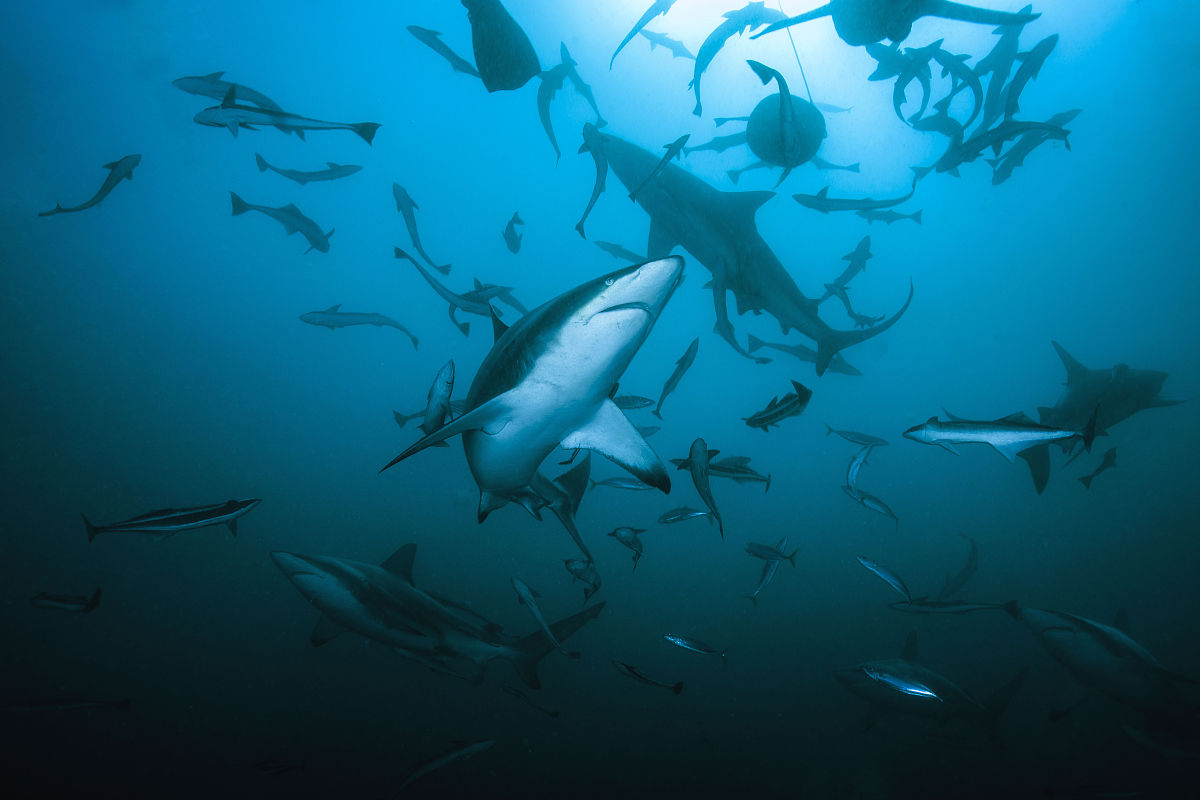 我想写一篇文章请你给我出一个主意写哪方面的内容最为吸引人并且要求你给我出一个标题。主题：探索未知的深海世界标题：深海探秘：揭开神秘的海底世界继续