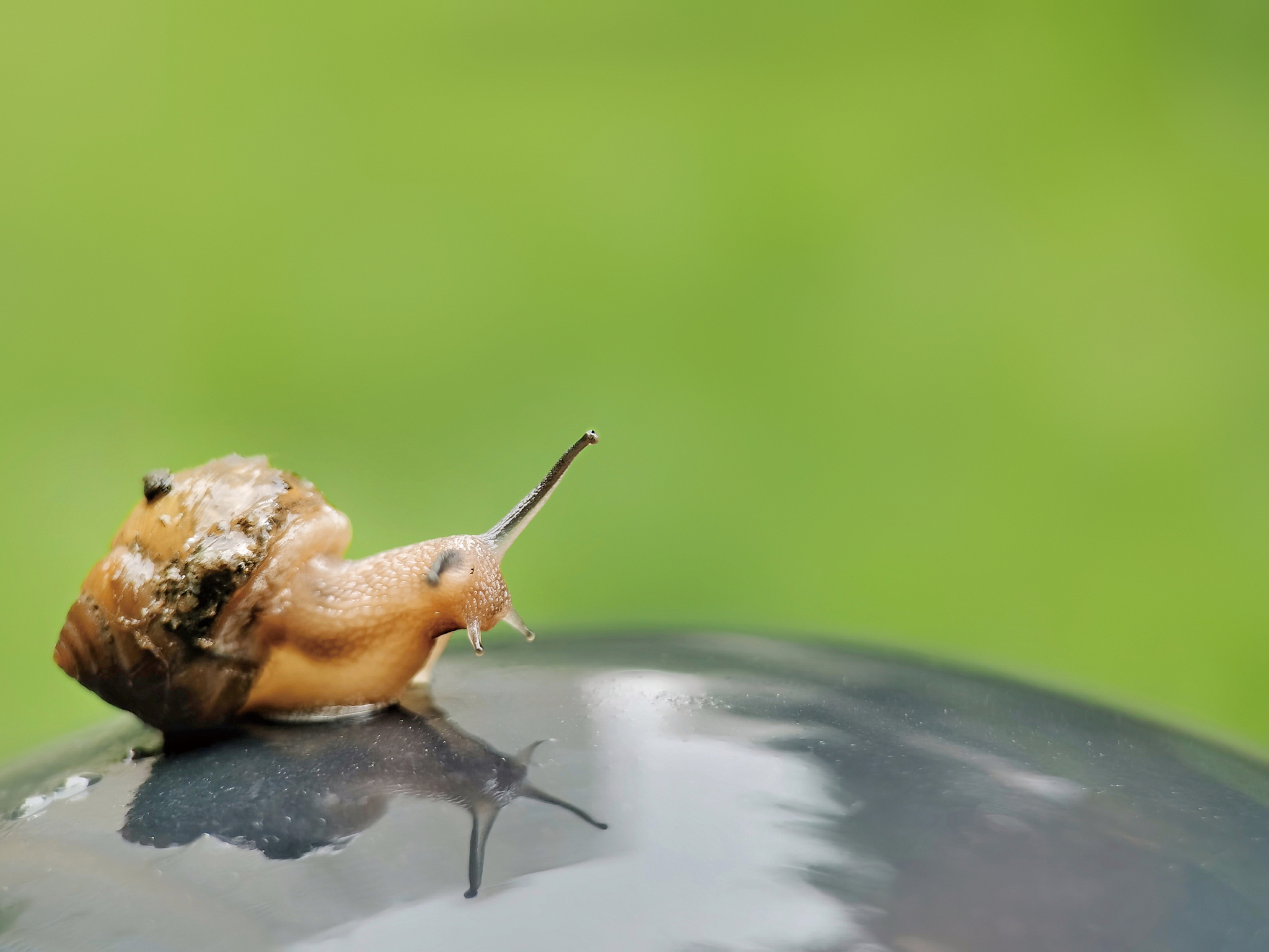 比乌龟更慢的动物：迟缓蜗牛的奇妙世界