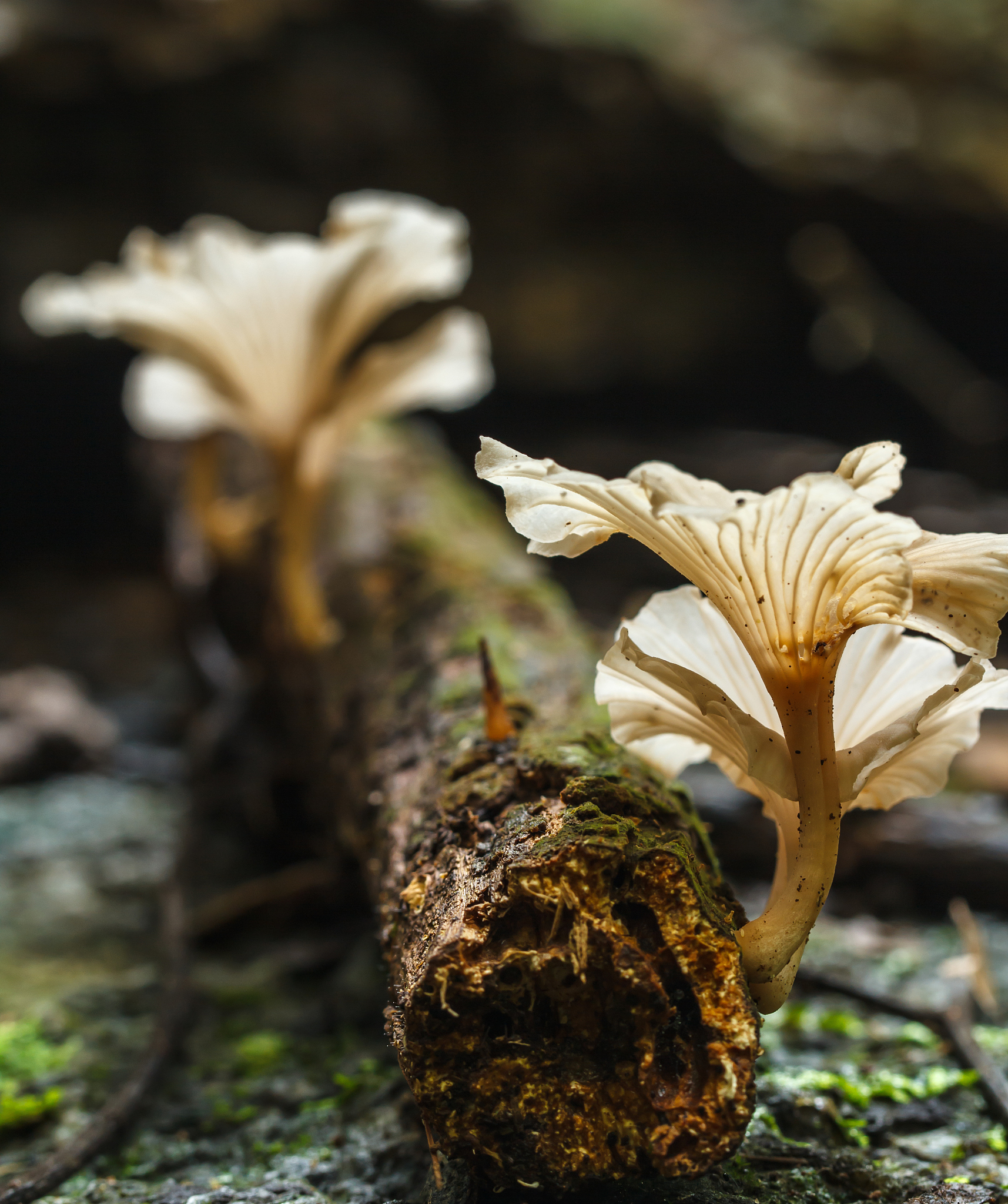 Customs Officer's Mushroom Mishap: A Tale of Caution and a Dead Dog