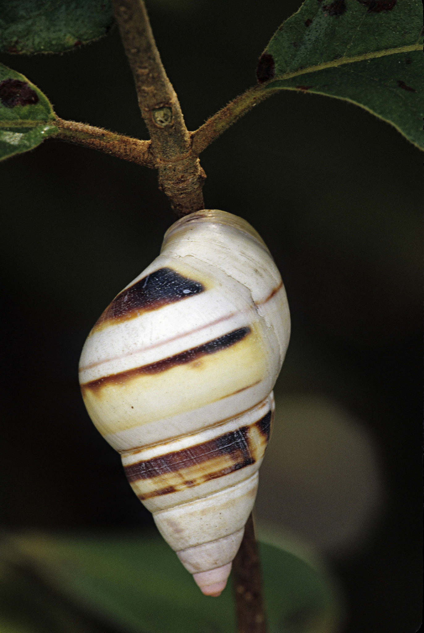 tree snail. rare, 50 varieties. hardwood hammocks.  were commonl