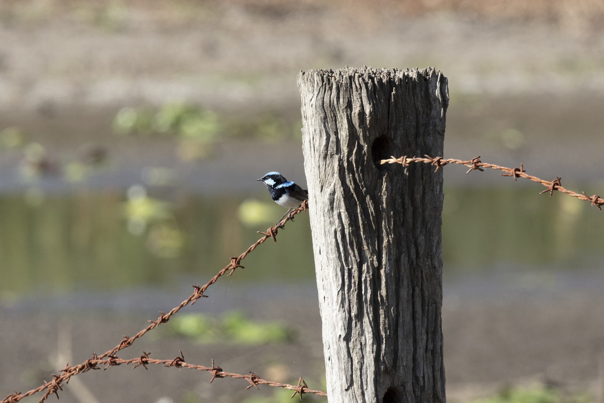 【周报】项目进展汇报：A项目需求分析完成，B项目需求评审顺利进行