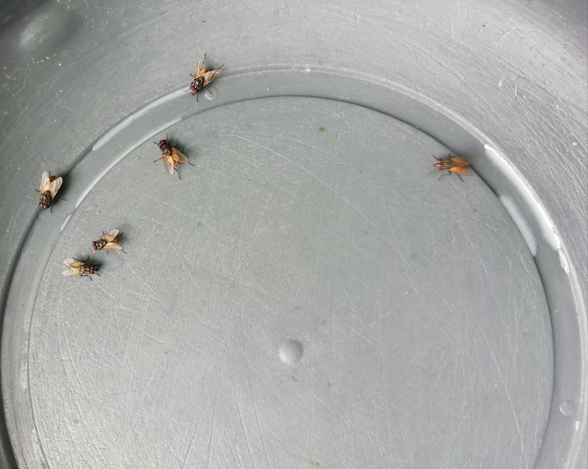 租的房子未到期但房子有很多尘螨一样的小虫子应该怎么办