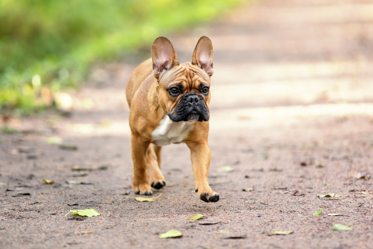 斗牛犬:适合家养的忠诚伙伴