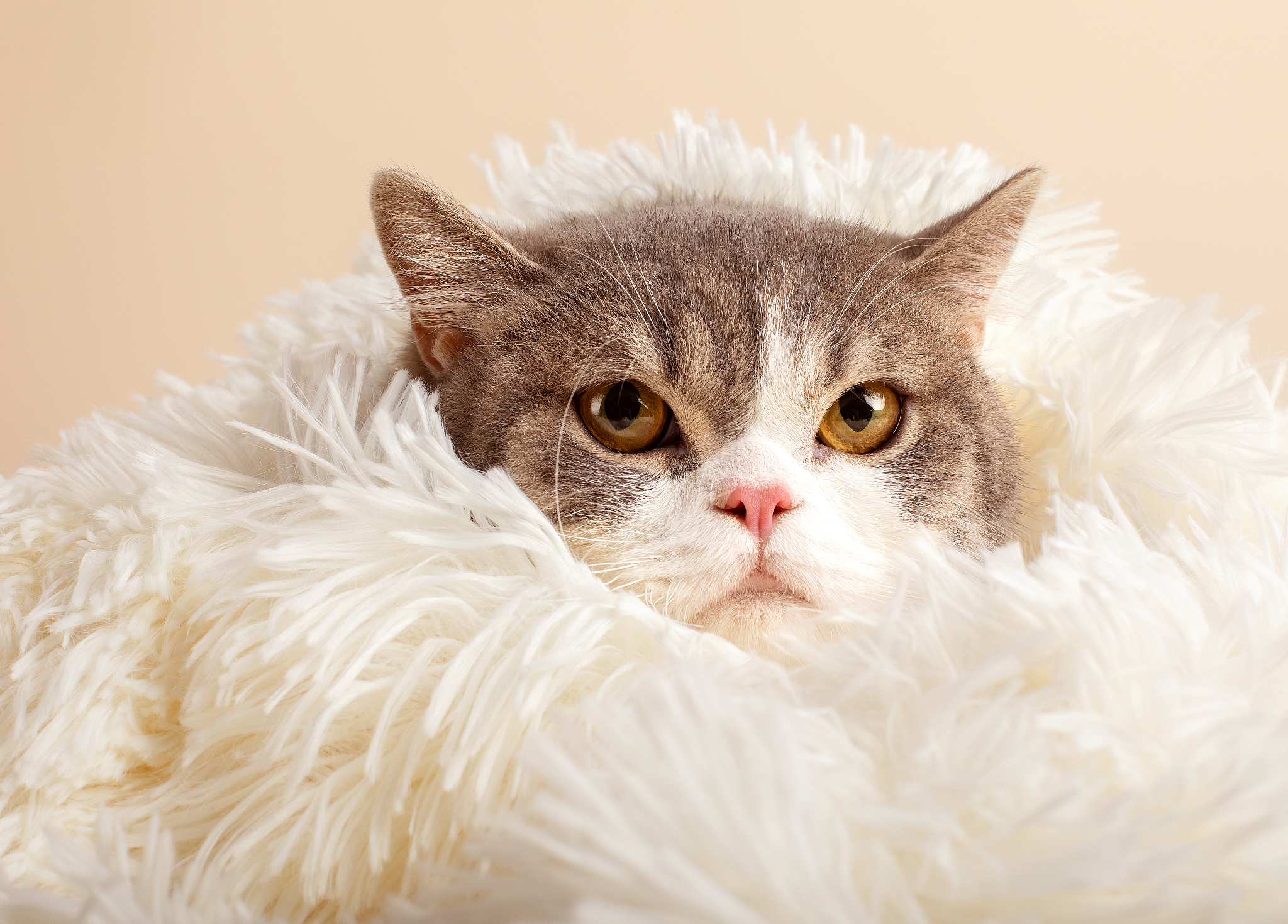 小猫莉莉对毛巾的爱：超萌！