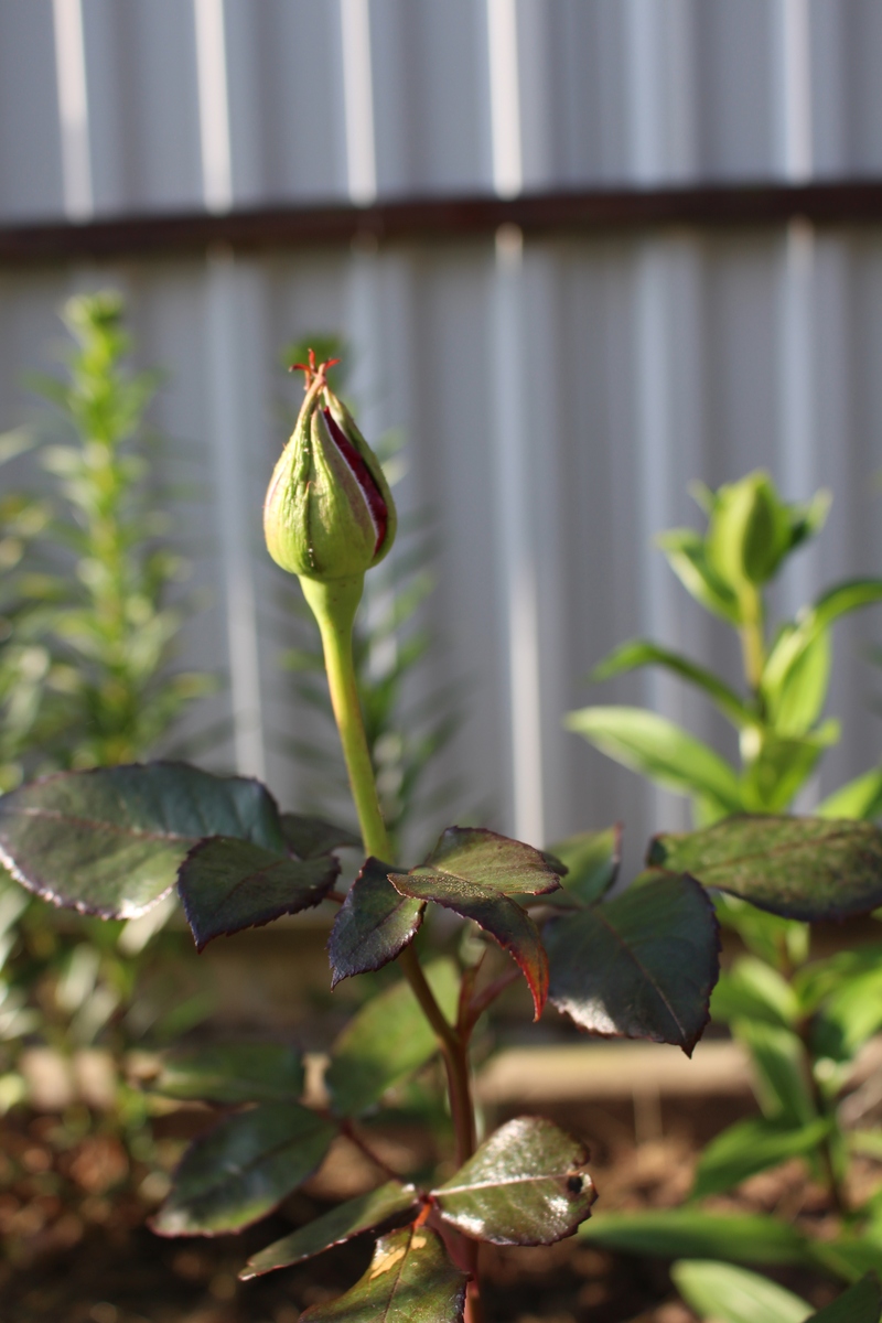 玫瑰花一年开几次？种植与养护全攻略