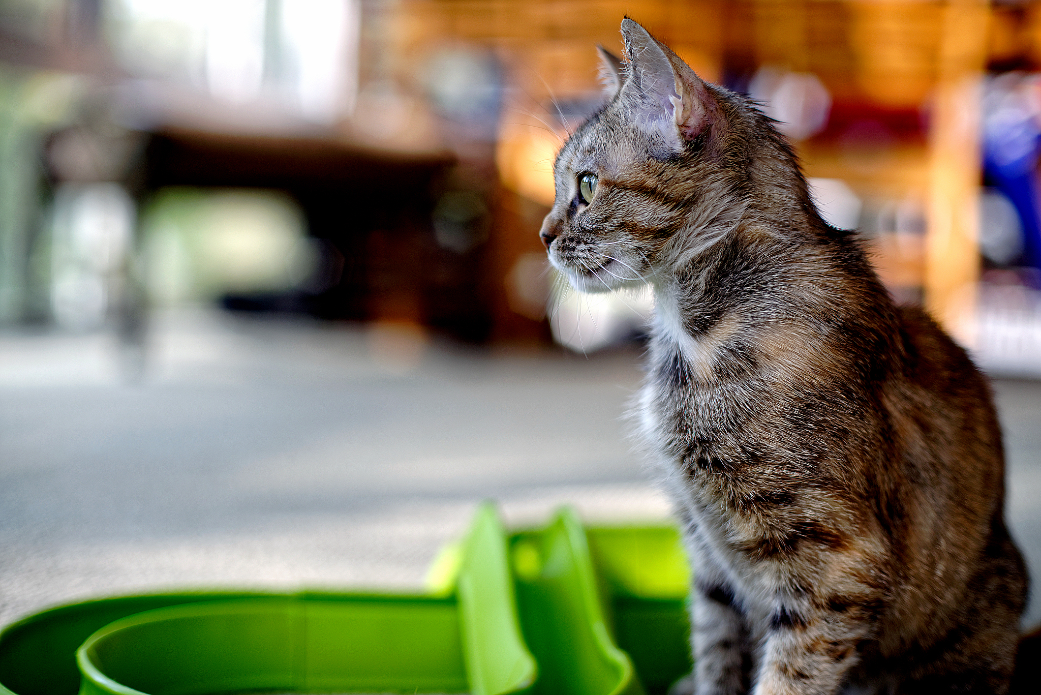 猫为什么能爬树？简单幽默的答案！