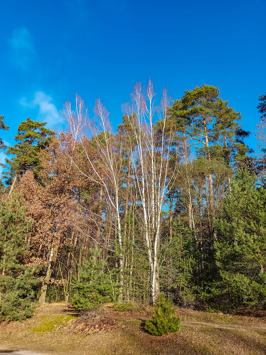 PRE:NRE as a Sensitive Indicator of Phosphorus Limitation in Tropical Trees: A Comparative Analysis with Leaf N:P