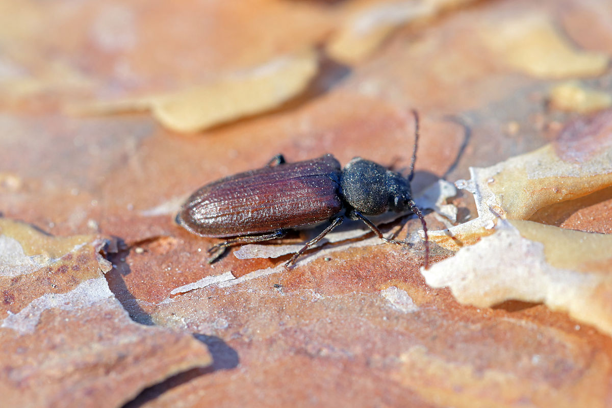 18纹状体？新纹状体？旧纹状体？