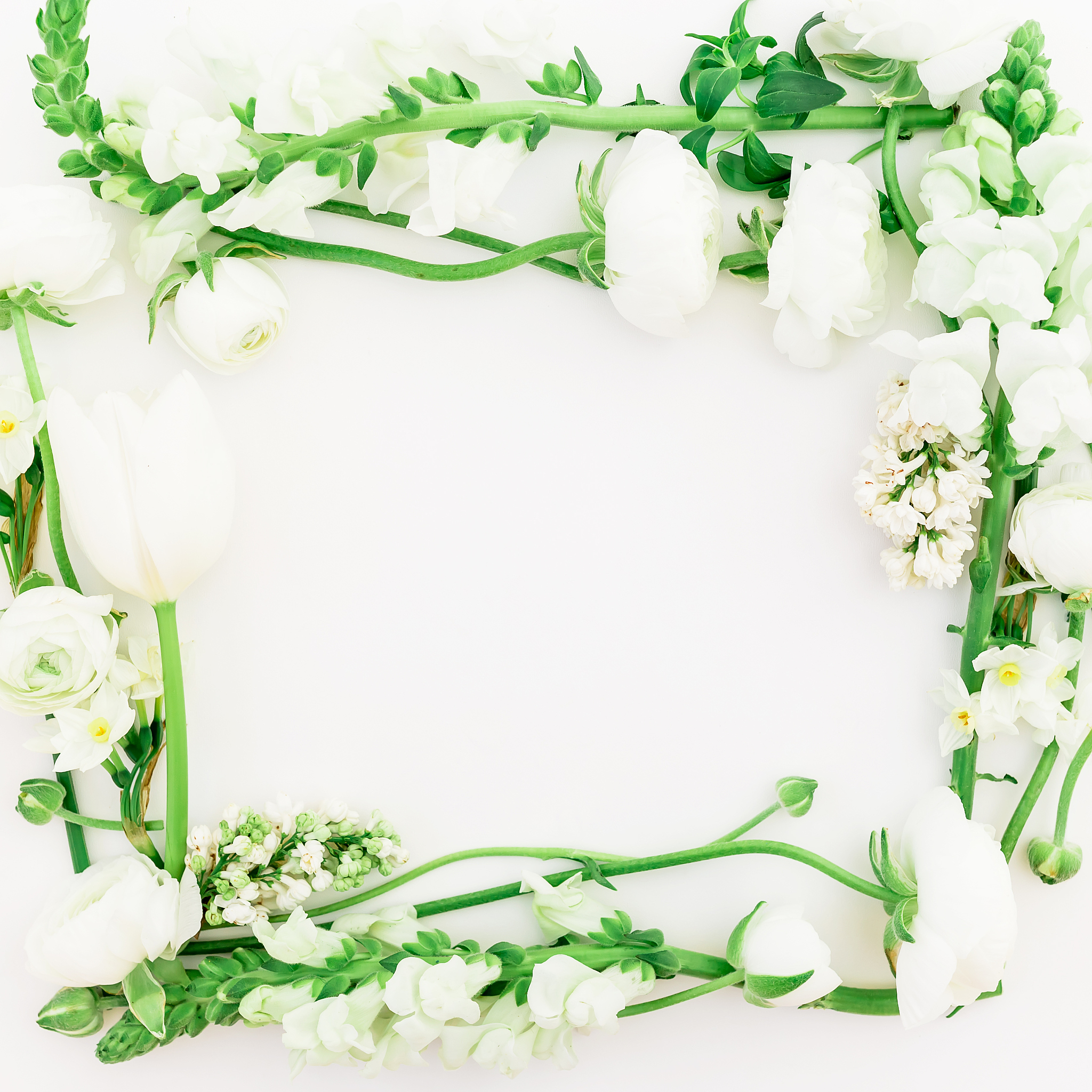 frame of white ranunculus, snapdragon, lilac and tulip on white 