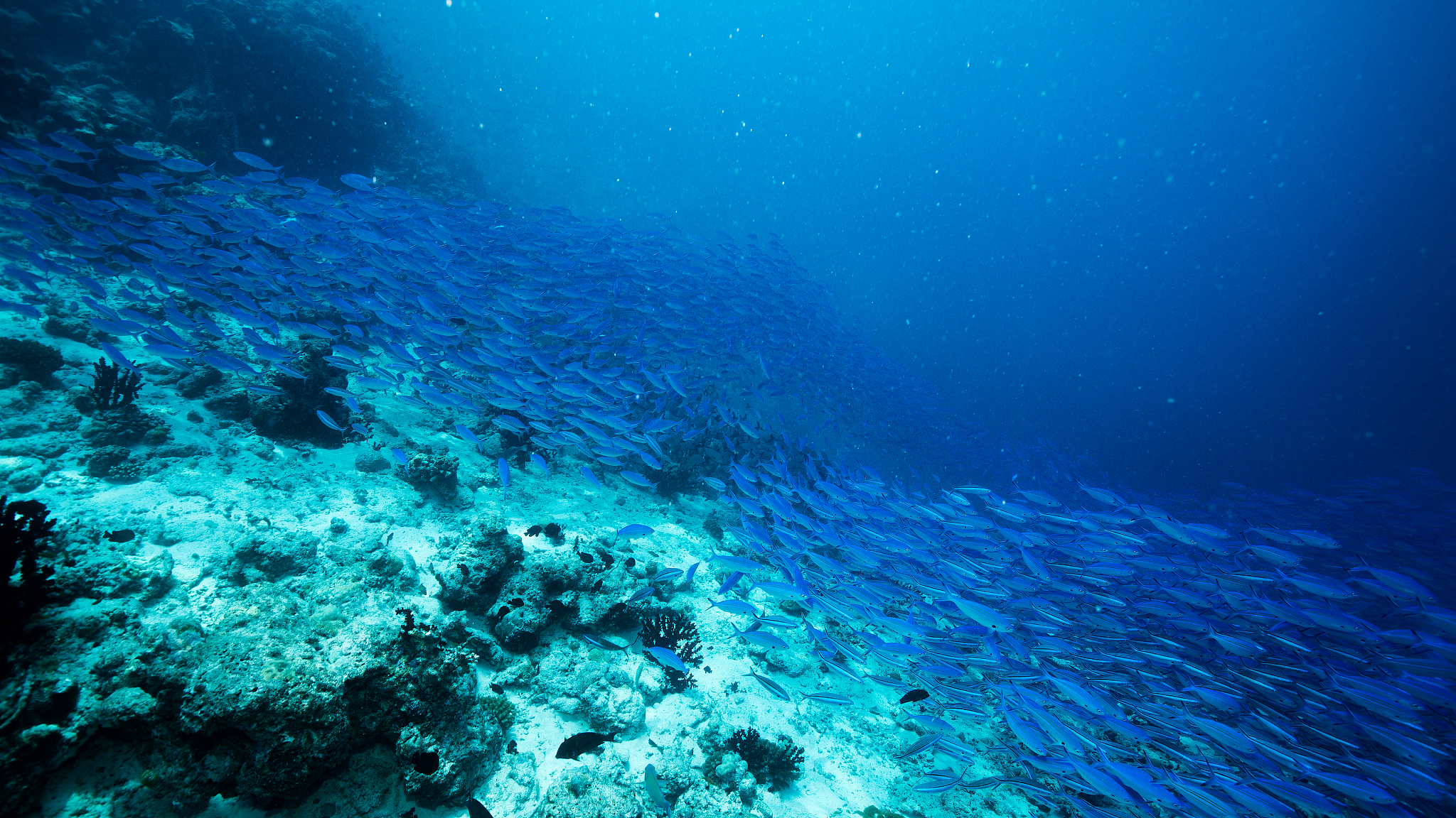 school of blue indian mackerel underwater along the dive site , 