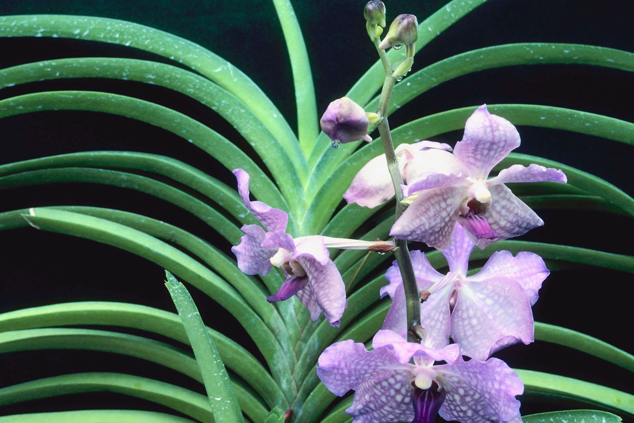 tropical flower