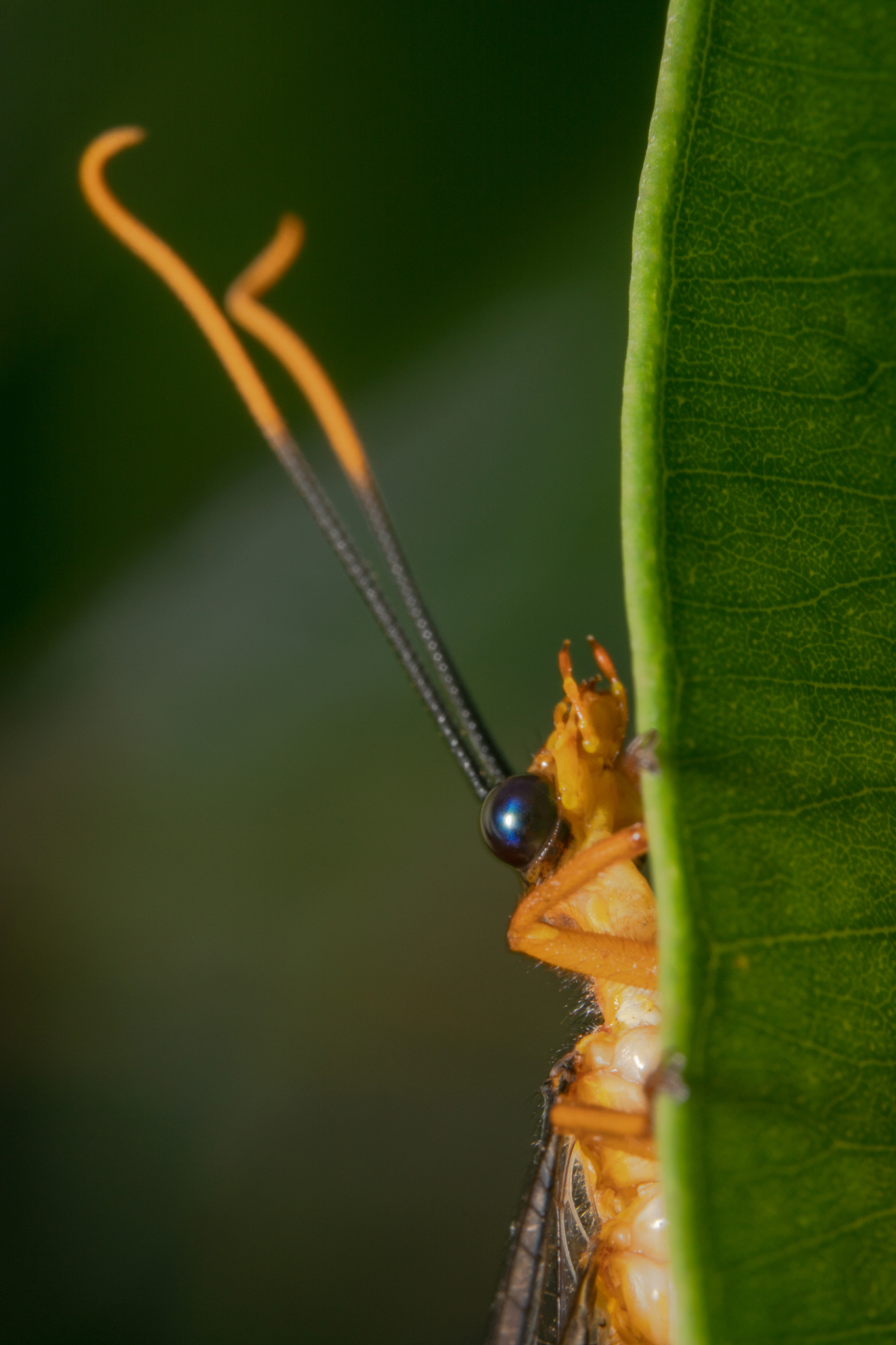 super close shot of an orange crane fly tipula hanging on a gree