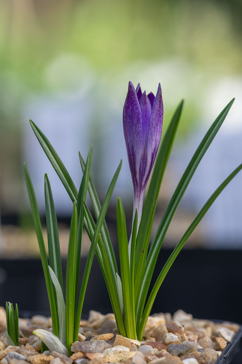 林地番红花(番红花)的花